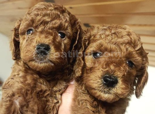 Süper Kali̇te Gerçek Toy Poodle Yavrular görsel