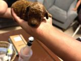 Süper Kali̇te Gerçek Toy Poodle Yavrular