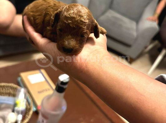 Süper Kali̇te Gerçek Toy Poodle Yavrular görsel