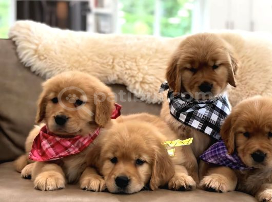 Nadir Tarçın Renk Golden Bebekler görsel