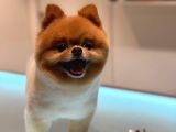Pomeranian boo bebeklerimiz çikolata tadında