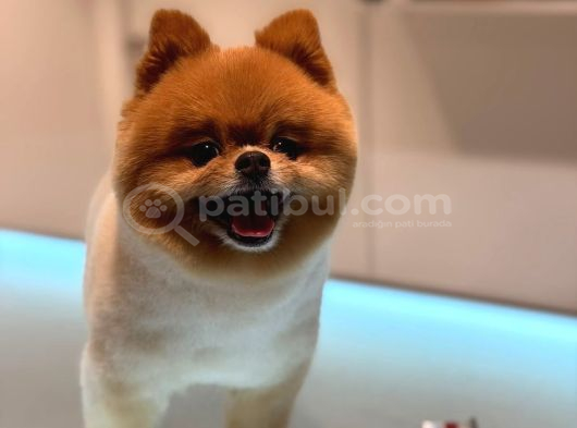 Pomeranian Boo Bebeklerimiz Çikolata Tadında