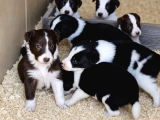 Güçlü Genetik Kusursuz Border Collie Yavruları