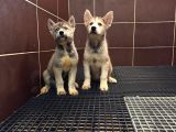 Burkem Köpek Çiftliğimizden Husky Yavrular