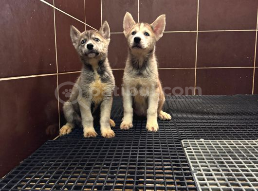 Burkem Köpek Çiftliğimizden Husky Yavrular görsel
