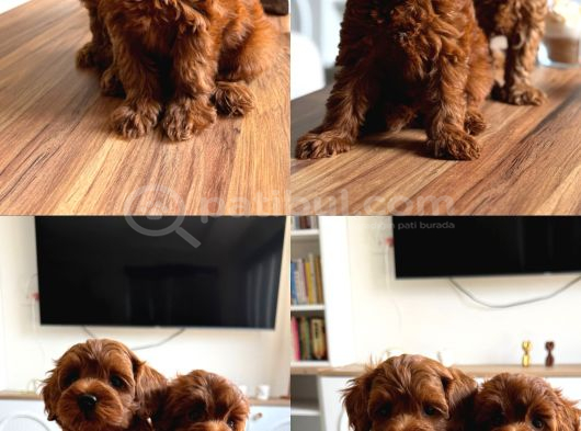 Dark Red Korea Maltipoo Bebekler görsel
