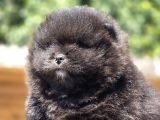 Nadir Siyah Pomeranian Boo  Peluş Görünümlü Safkan Yavrular