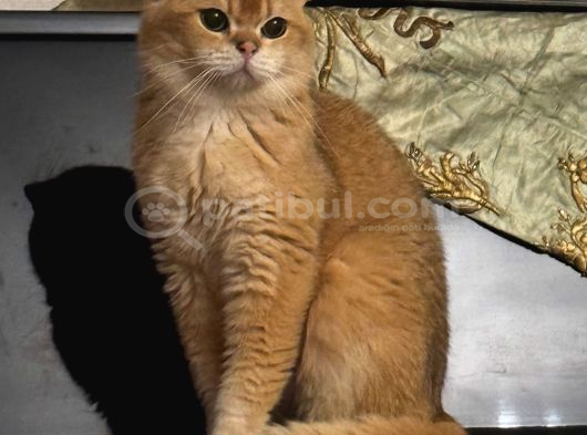British Golden Yavrular görsel