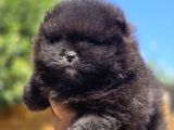 Nadir Siyah Pomeranian Boo  Peluş Görünümlü Safkan Yavrular