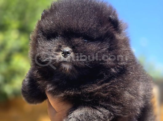 Nadir Siyah Pomeranian Boo  Peluş Görünümlü Safkan Yavrular görsel