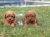 En Iyi Toy Poodle Yavruları