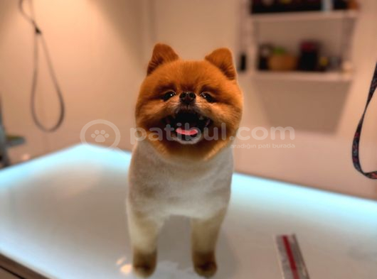Pomeranian Boo Bebeklerimiz Çikolata Tadında görsel