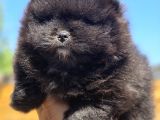 Nadir Siyah Pomeranian Boo  Peluş Görünümlü Safkan Yavrular