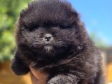 Nadir Siyah Pomeranian Boo  Peluş Görünümlü Safkan Yavrular