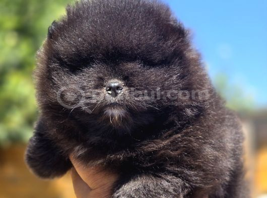 Nadir Siyah Pomeranian Boo  Peluş Görünümlü Safkan Yavrular