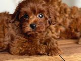 Çikolata renk teacup korea maltipoo bebekler