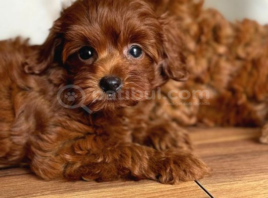 Çikolata Renk Teacup Korea Maltipoo Bebekler