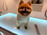 Pomeranian Boo Bebeklerimiz Çikolata Tadında