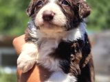 Güçlü Genetik Kusursuz Border Collie Yavruları