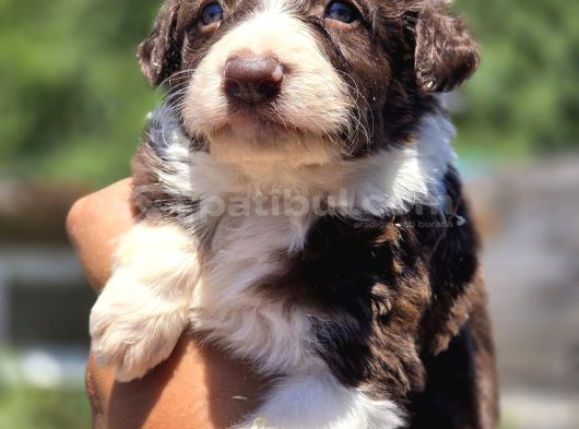 Güçlü Genetik Kusursuz Border Collie Yavruları
