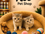 Çok güzel oyuncu british shorthair yavrumuz