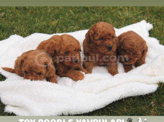 En Iyi Toy Poodle Yavruları