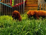 Mini Red Toy Poodle Yavrular