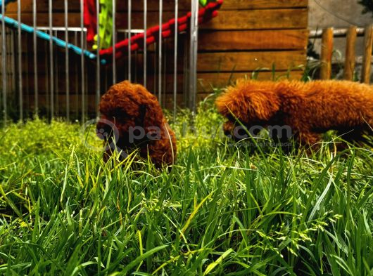 Mini Red Toy Poodle Yavrular görsel