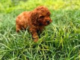 Mini Red Toy Poodle Yavrular