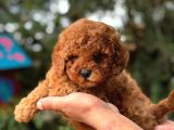 Mini Red Toy Poodle Yavrular
