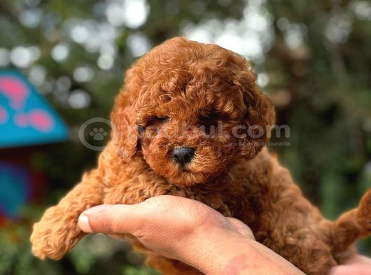 Mini Red Toy Poodle Yavrular görsel