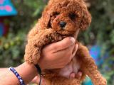 Mini Red Toy Poodle Yavrular