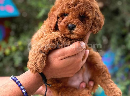 Mini Red Toy Poodle Yavrular
