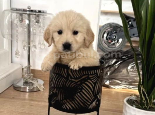 Orijinal Bebek Yüzlü Eğitimli Golden Bebekleriniz