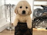 Orijinal Bebek Yüzlü Eğitimli Golden Bebekleriniz