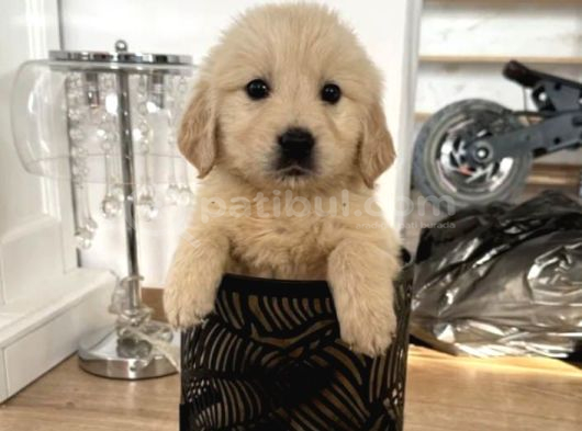 Orijinal Bebek Yüzlü Eğitimli Golden Bebekleriniz görsel