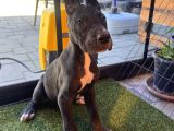 Muhteşem Nazi̇k Dev Danua Yavrulari