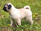 Siyah Ve Krem Pug Bebekleriniz