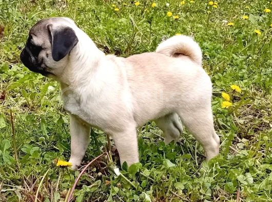 Siyah Ve Krem Pug Bebekleriniz görsel