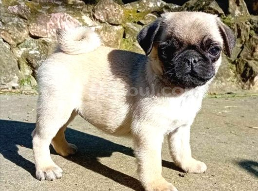 Siyah Ve Krem Pug Bebekleriniz görsel