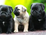 Siyah Ve Krem Pug Bebekleriniz