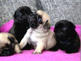 Siyah Ve Krem Pug Bebekleriniz