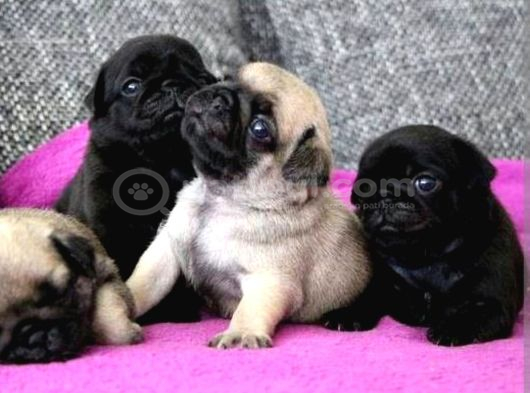 Siyah Ve Krem Pug Bebekleriniz görsel