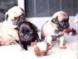 Siyah ve krem pug bebekleriniz