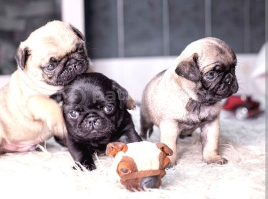 Siyah Ve Krem Pug Bebekleriniz