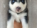 Burkem Köpek Çiftliğimizden Husky Yavrular
