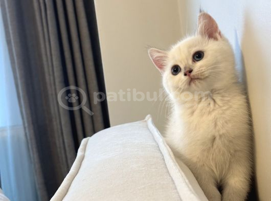Son Dişi Goldenpoint Yavrumuz Orhangazi görsel