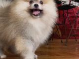 Pomerani̇an Boo Orange Erkek