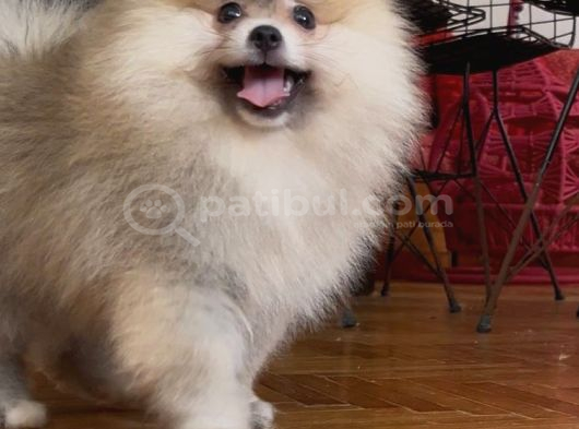 Pomerani̇an Boo Orange Erkek görsel