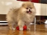 Pomerani̇an Boo Orange Erkek